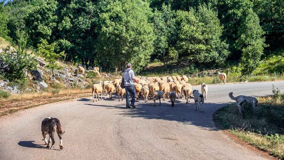 provata voskos pindos zagori